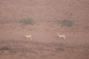 Goitered sand gazelle in the Al Wadi desert