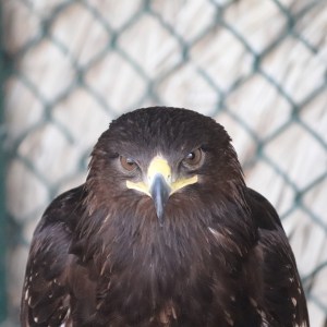 Greater spotted eagle close up