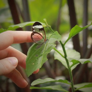 Greta Oto glasswinged butterfly Panama
