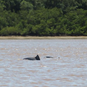 Guiana dolphins in the Suriname river