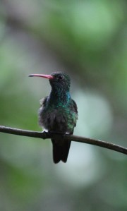 Hummingbird sitting pretty