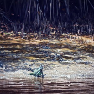 Iguana along the Commewijne river in Suriname