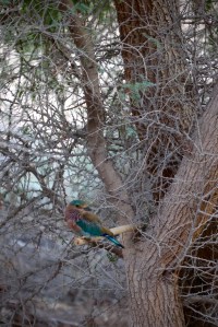 Indian roller in Al Wadi desert RAK