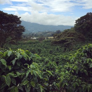 Scenic view over Los Establish coffee plantation, Boquete Panama