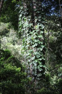 Lush cloud forest in Panama