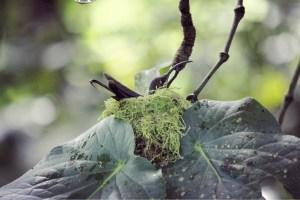 Nesting hummingbird in Boquete, Panama