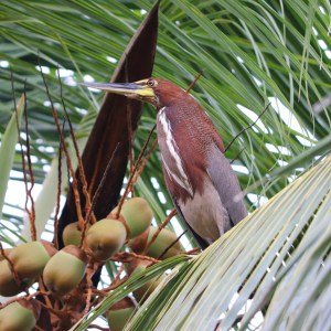 Night Heron Suriname