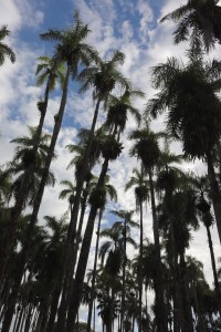 Palms in the Palmentuin Paramaribo