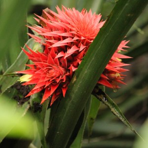 Red flower in the Panama rain forest
