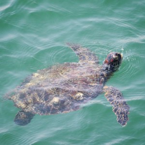 Sea turtle in Khor Kalba