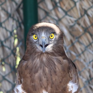Snake eagle mugshot