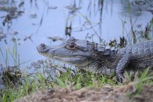 Spectacled caiman close up Suriname