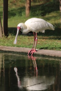Spoonbill at Wasit Wetland Centre UAE