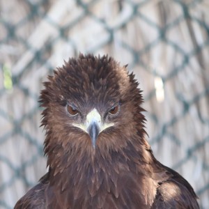 Steppe eagle mugshot