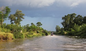 Swamp tour in Frederiksdorp Suriname