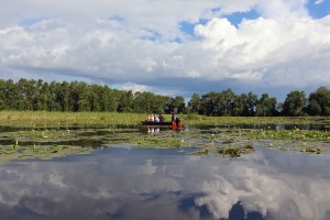 Swamp tour on a plantation in Suriname