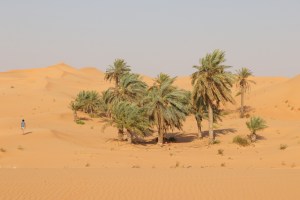 Sand dunes and date palms, Telal resort