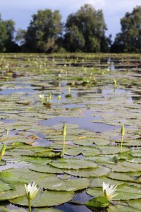 Water lilies, plantation Frederiksdorp