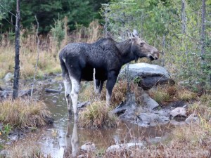 Maine moose