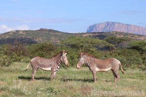 Two Gravy's zebras in front of sacred mountain, Samburu County Kenya