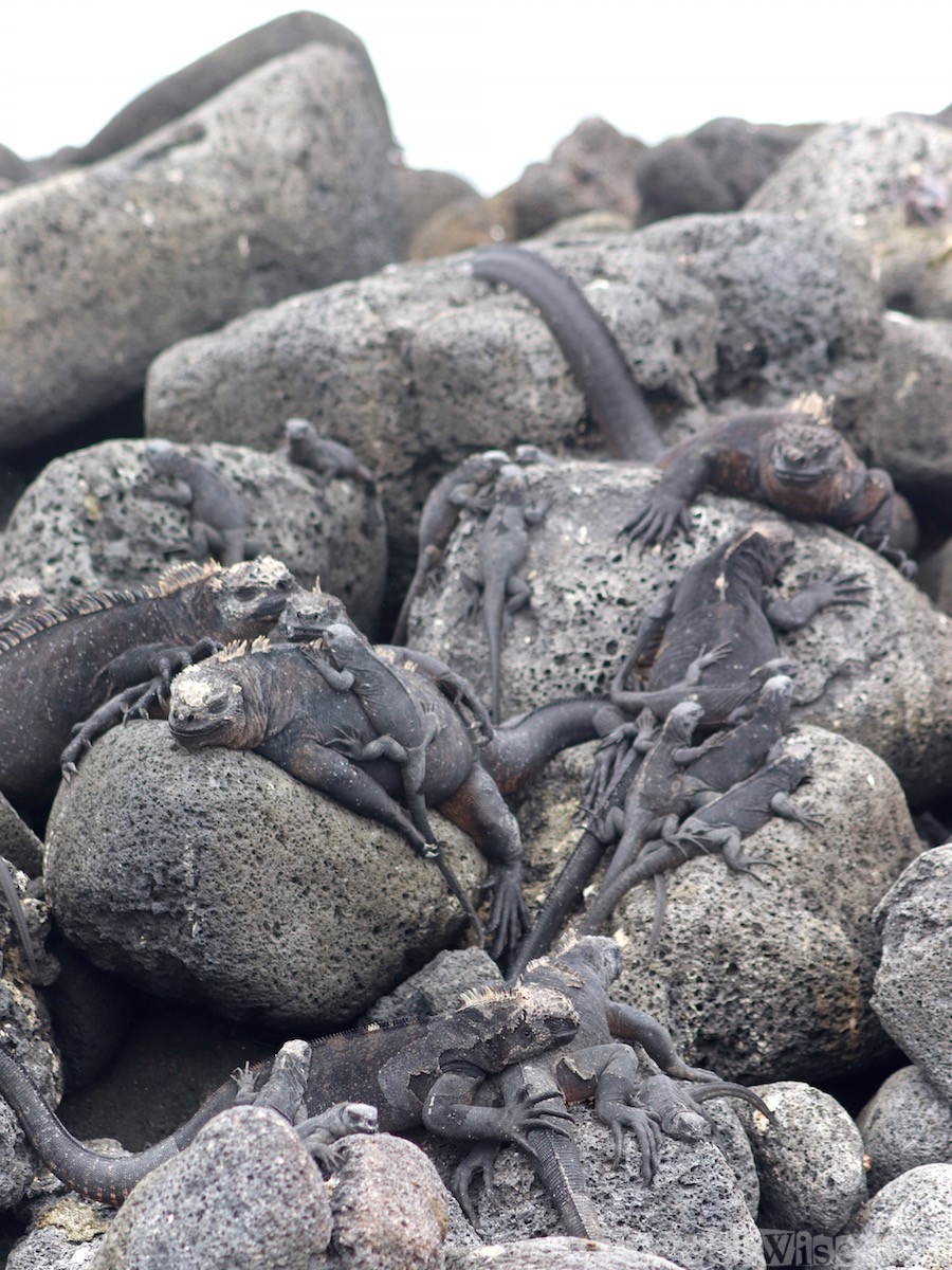 Marine iguanas lounging on rocks, Galapagos Islands Ecuador