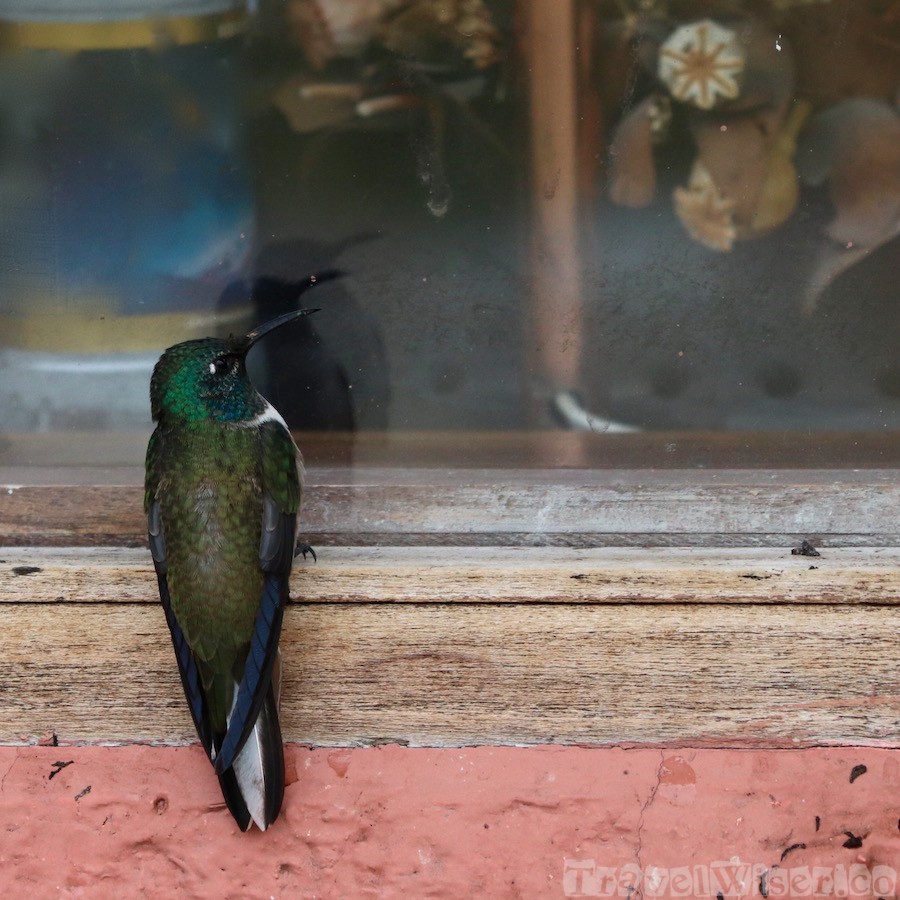 Ecuadorian hillstar hummingbird, Chimborazo Lodge