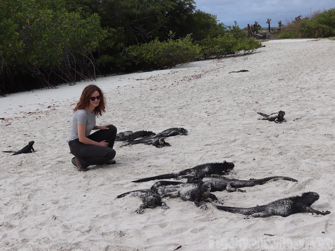 Hanging out with marine iguanas in the Galapagos