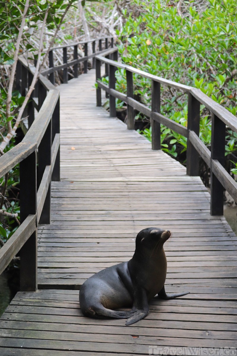 Sea lion on the boardwalk to Concha de Perla, Isla Isabela