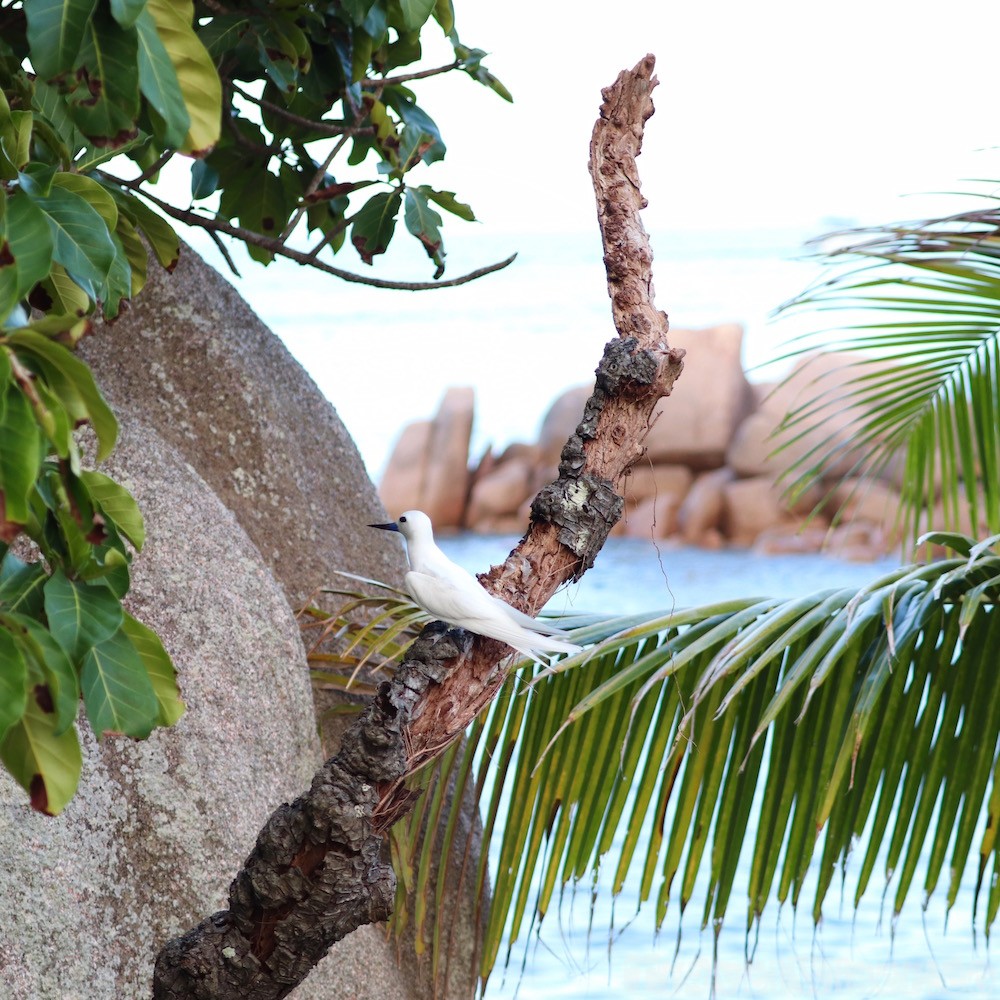 Fairy tern on predator-free Chauve Souris Island, Seychelles