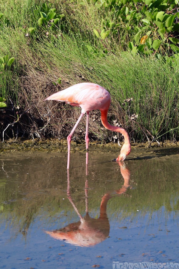 Galapagos flamingo, Isla Isabela Ecuador