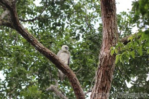 Fledged harpy eagle chick, Surama Guyana