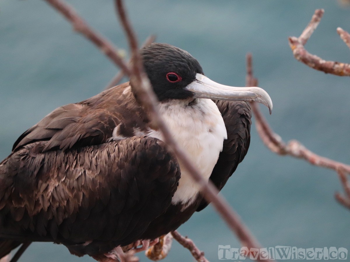 Frigate bird, Galapagos Islands