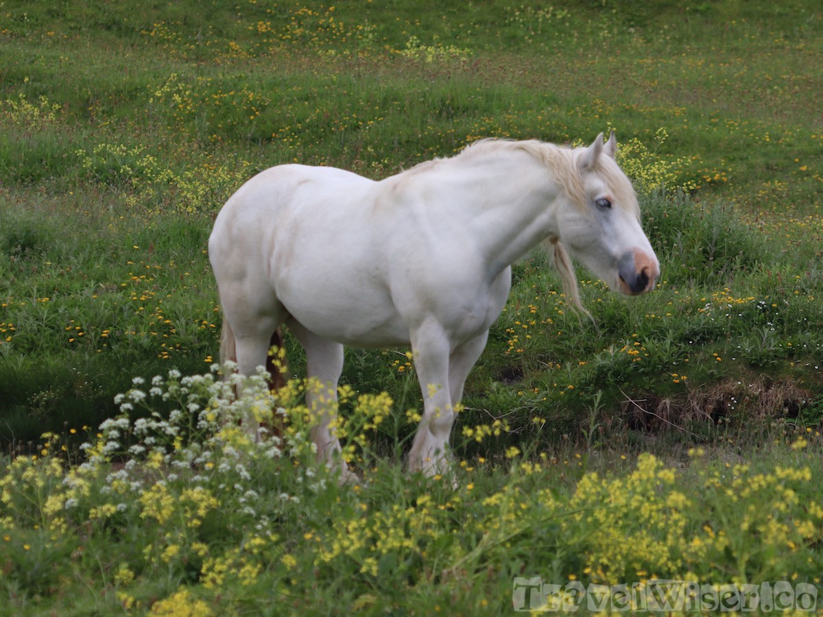 Connemara pony, Inishmore