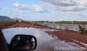 Waterbirds on a flooded road in the Rupununi savannah Guyana