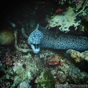 Spotted moray eel, Tobago diving