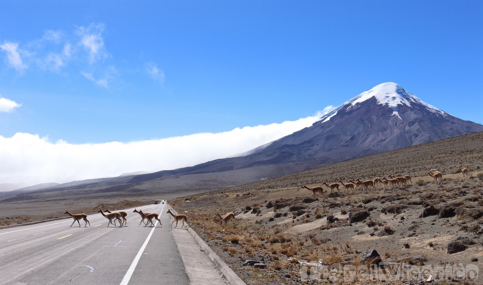 Vicuñas crossing the road in front of Volcan Chimborazo