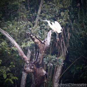 Capped heron Rupununi Guyana