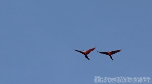 Flying scarlet macaws, Guyana