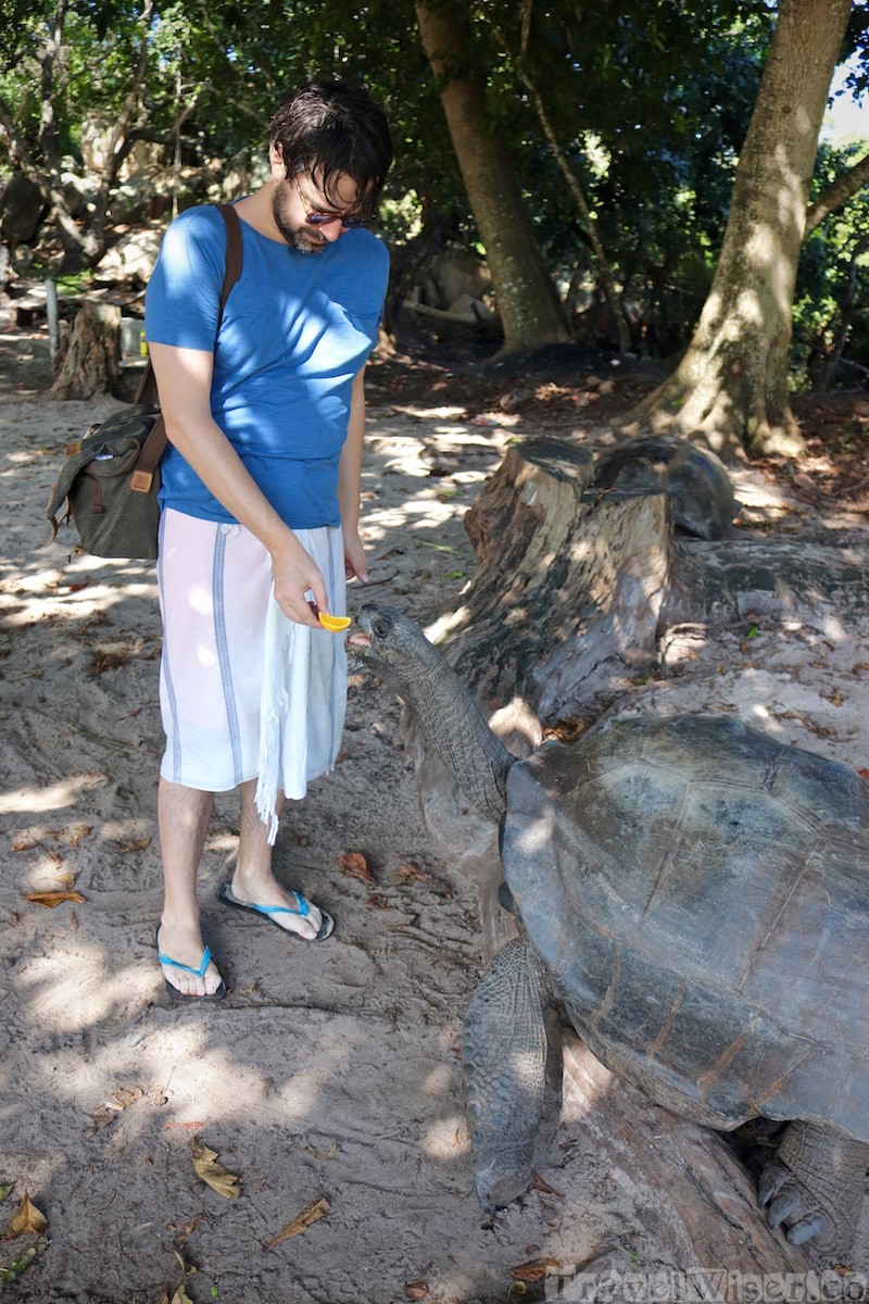 Feeding a giant tortoise on Curieuse Island, Seychelles