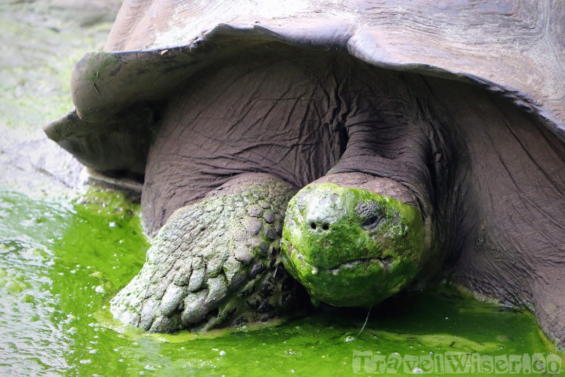 Galapagos tortoise having an algae bath
