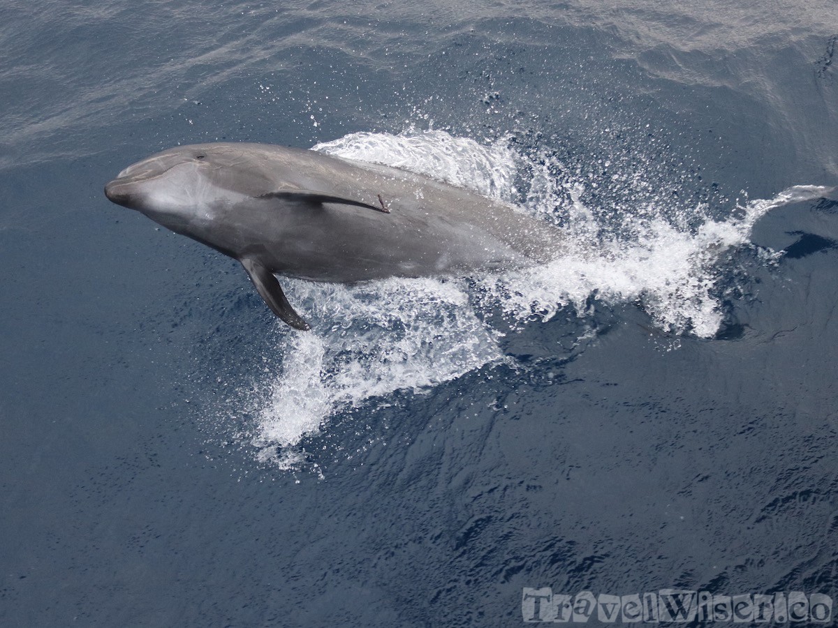 Jumping dolphin, Galapagos Islands