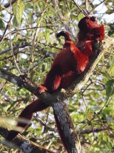 Red howler monkey, Napo Wildlife Center Ecuador