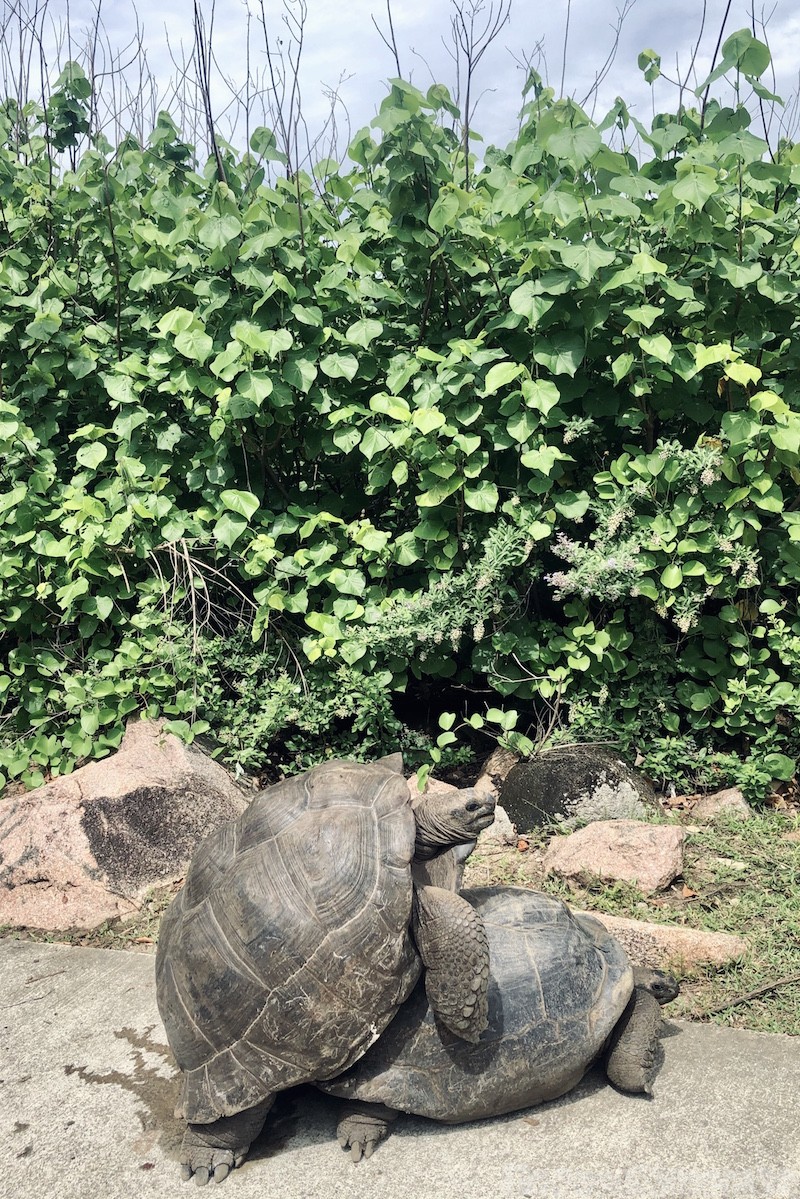 Giant tortoises mating, La Digue Seychelles