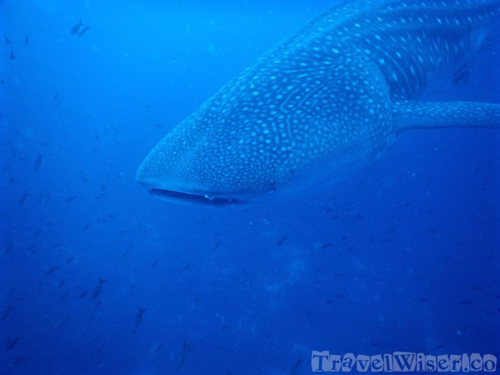 Whale shark, Galapagos Islands