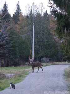 Stag and cat on the driveway