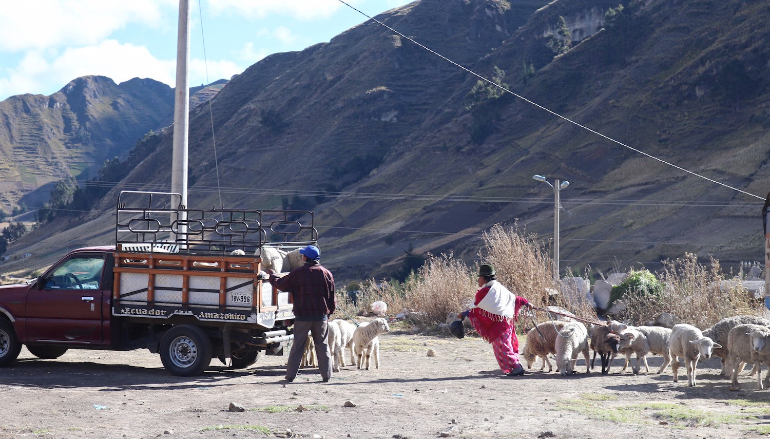 Zumbahua livestock market Ecuador
