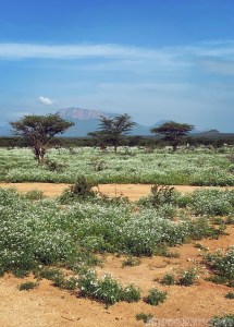 Wildflowers after the rains in Samburu County, Northern Kenya