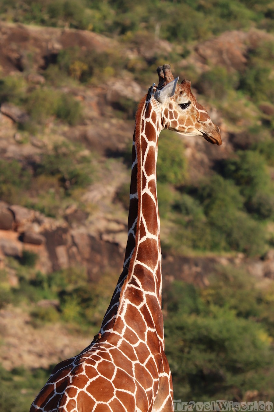 Reticulated giraffe