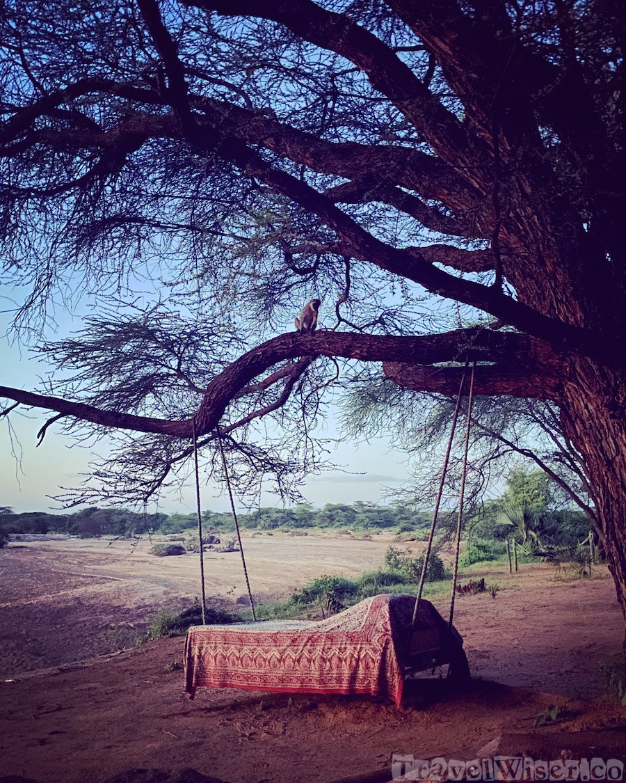 Vervet monkey on a branch above a lounge bed, Saruni Rhino Kenya