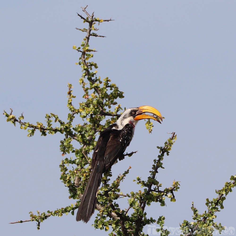 Eastern yellow-billed hornbill, Northern Kenya